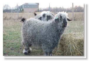 Gray Angora Goat