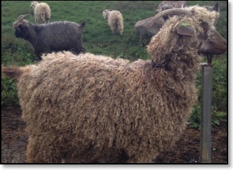 Brown Angora Doe
