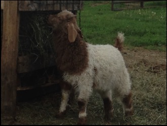 Red and White Pinto Doeling
