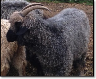 stella gray angora doe