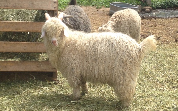 White angora buckling