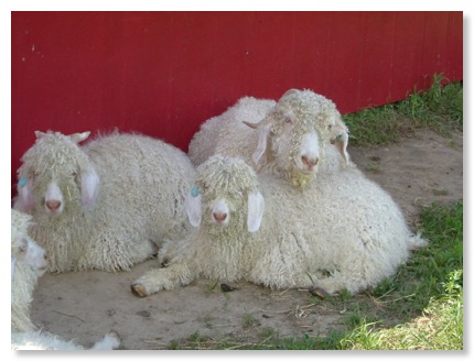 Beautiful white goats