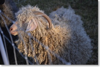 White Angora Doe
