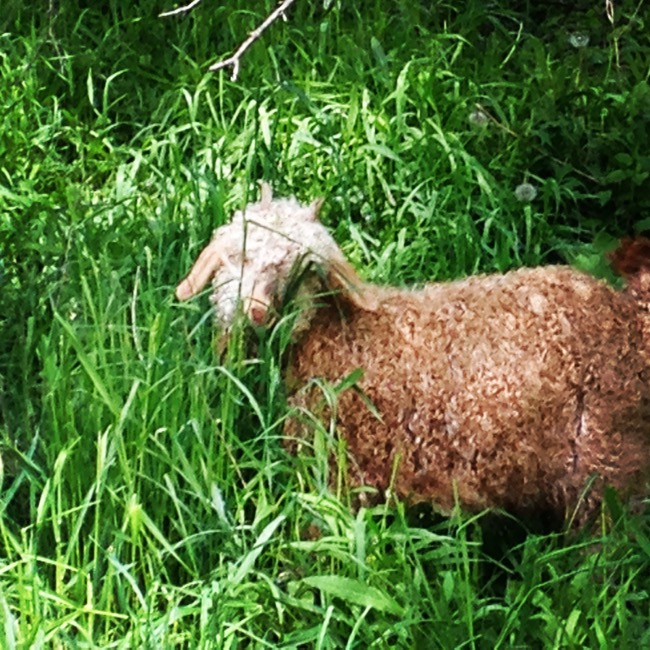 Enjoying Spring Pasture