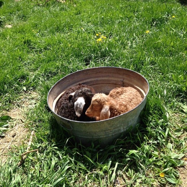 Twins in a tub