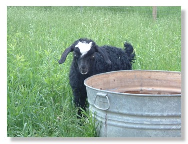 Bonnie Blue goat kid