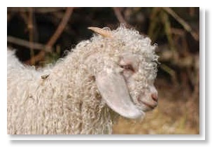 White Angora goat kid