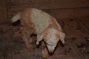 red and white buck kid